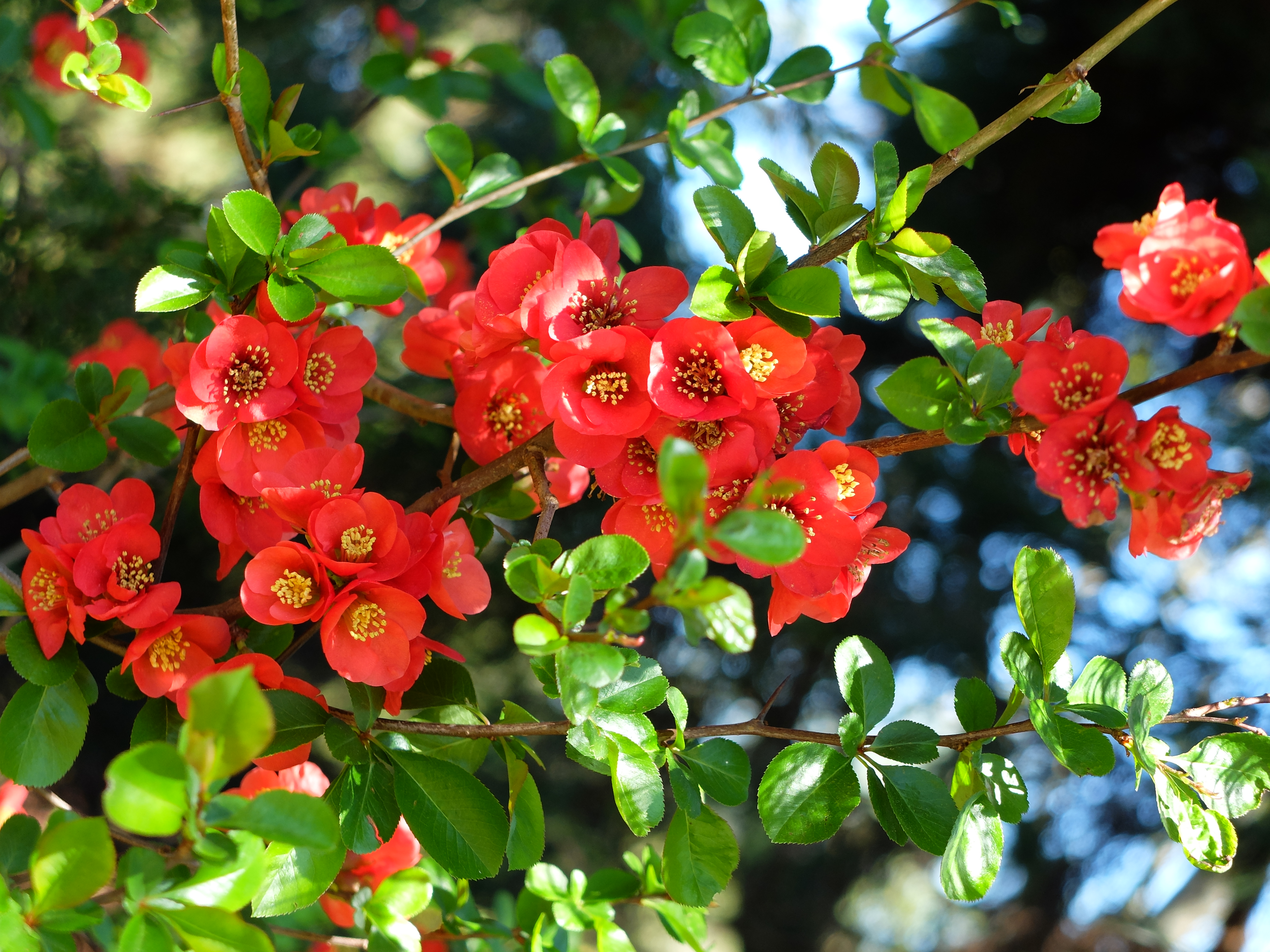 VanDusen Botanical Garden | Spring