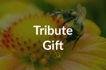 Donate Now - Tribute
