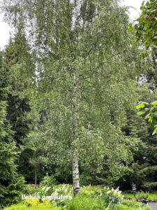 simard suzanne birches
